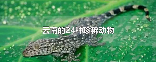 云南的24种珍稀动物 云南的24种珍稀动物
