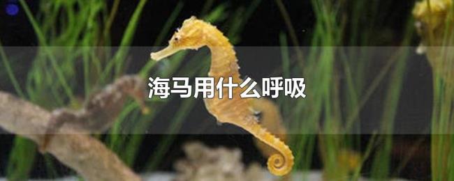 海马用什么呼吸