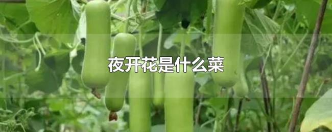 夜开花是什么菜 夜开花是什么菜