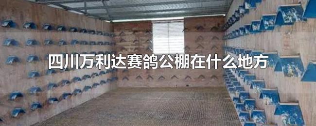 四川万利达赛鸽公棚在什么地方 四川万利达赛鸽公棚在什么地方