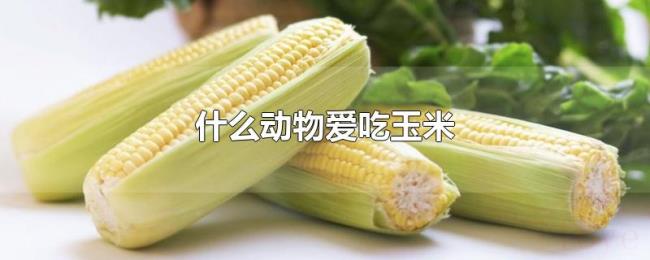 什么动物爱吃玉米