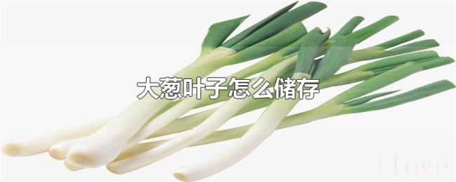 大葱叶子怎么储存