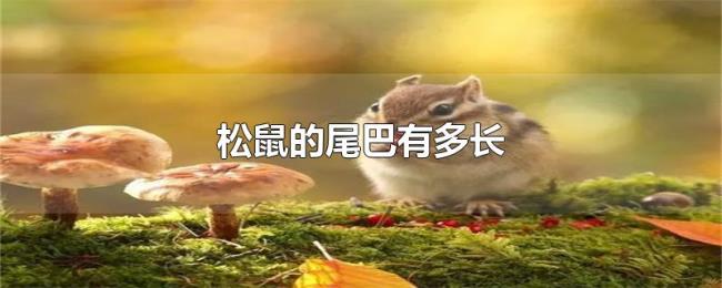 松鼠的尾巴有多长