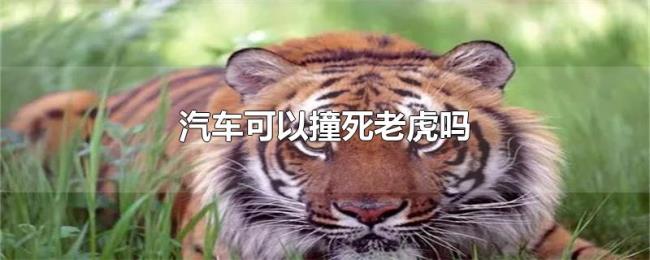 汽车可以撞死老虎吗