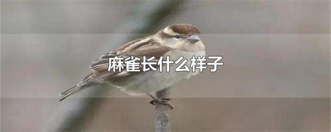 麻雀长什么样子