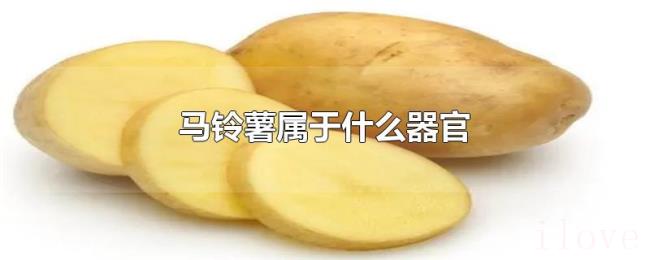 马铃薯属于什么器官