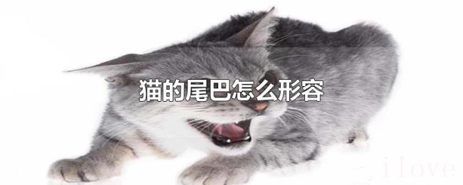 猫的尾巴怎么形容