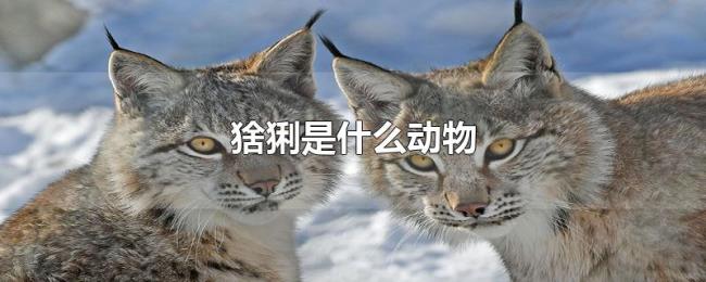 猞猁是什么动物 猞猁是什么动物