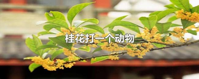桂花打一个动物 桂花打一个动物