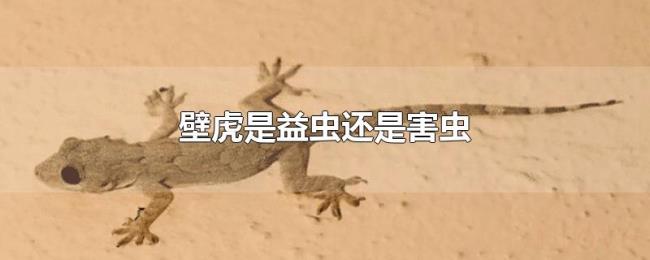 壁虎是益虫还是害虫 壁虎是益虫还是害虫