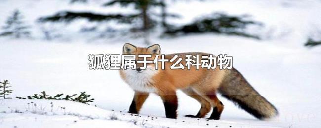 狐狸属于什么科动物