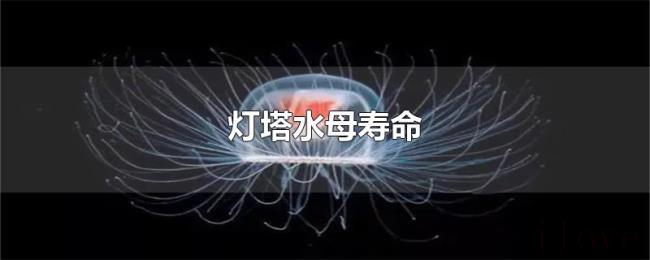 灯塔水母寿命