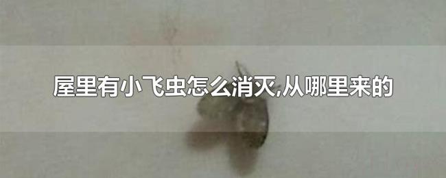 屋里有小飞虫怎么消灭,从哪里来的 屋里有小飞虫怎么消灭,从哪里来的