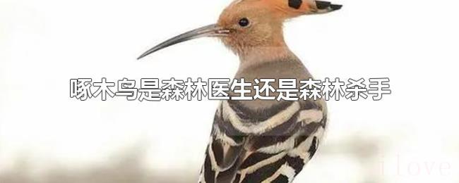 啄木鸟是森林医生还是森林杀手 啄木鸟是森林医生还是森林杀手