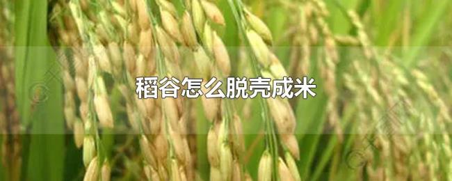 稻谷怎么脱壳成米 稻谷怎么脱壳成米