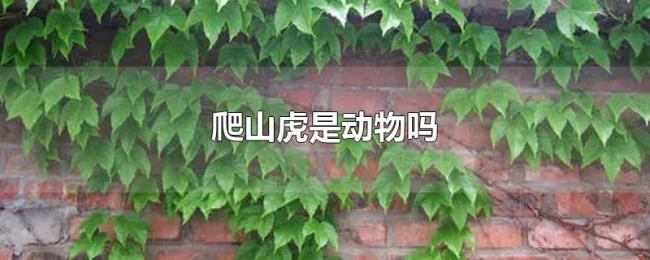 爬山虎是动物吗 爬山虎是动物吗