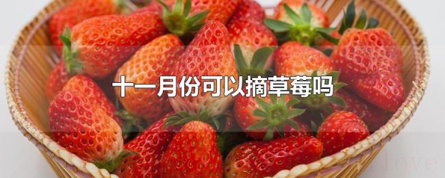 十一月份可以摘草莓吗 十一月份可以摘草莓吗