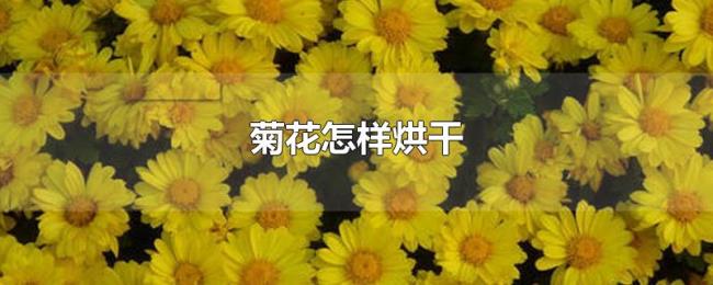 菊花怎样烘干 菊花怎样烘干