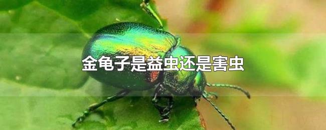 金龟子是益虫还是害虫 金龟子是益虫还是害虫