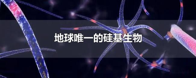地球唯一的硅基生物 地球唯一的硅基生物