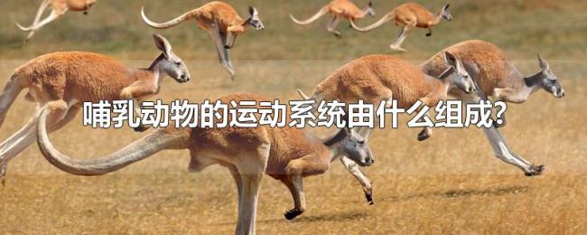 哺乳动物的运动系统由什么组成? 哺乳动物的运动系统由什么组成?