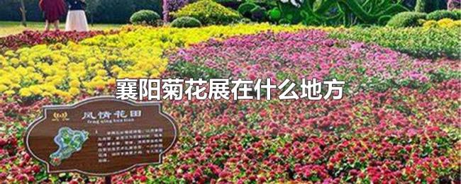 襄阳菊花展在什么地方