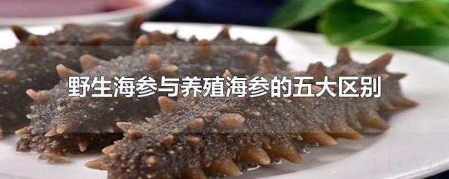 野生海参与养殖海参的五大区别 野生海参与养殖海参的五大区别