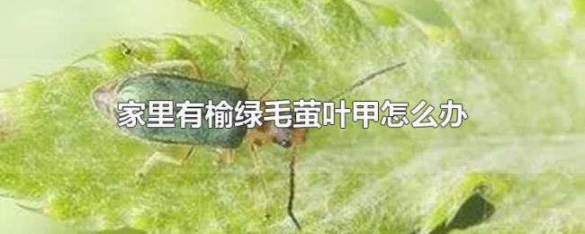 家里有榆绿毛萤叶甲怎么办 家里有榆绿毛萤叶甲怎么办