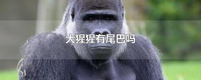 大猩猩有尾巴吗