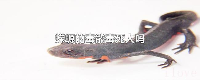 蝾螈的毒能毒死人吗
