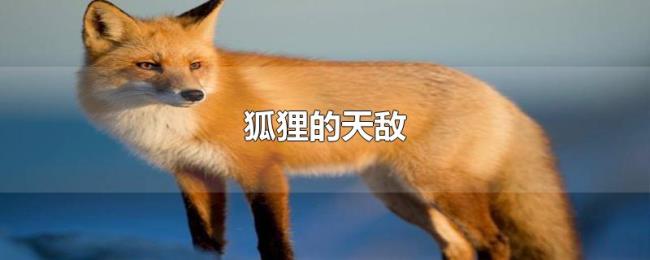 狐狸的天敌