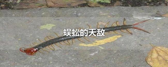 蜈蚣的天敌 蜈蚣的天敌