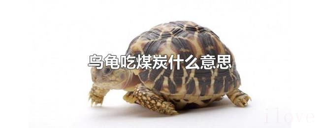 乌龟吃煤炭什么意思