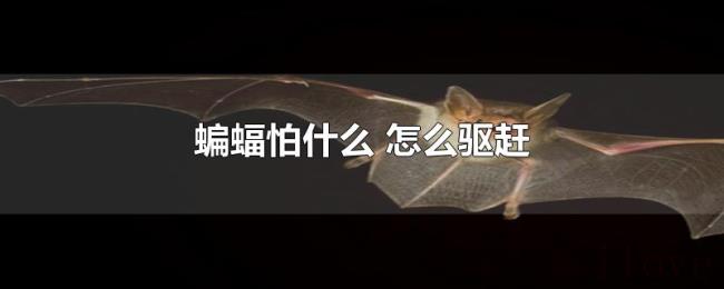 蝙蝠怕什么(怎么驱赶) 蝙蝠怕什么(怎么驱赶)