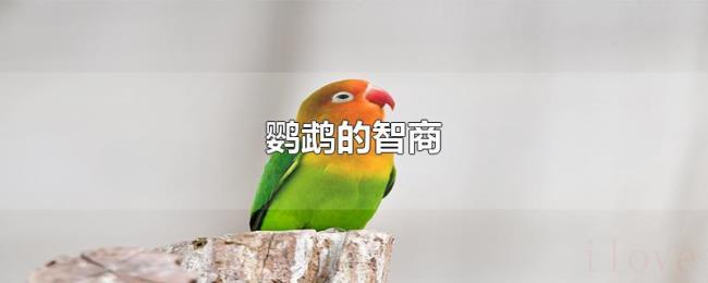 鹦鹉的智商 鹦鹉的智商