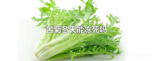 苦菊冬天能冻死吗 苦菊冬天能冻死吗