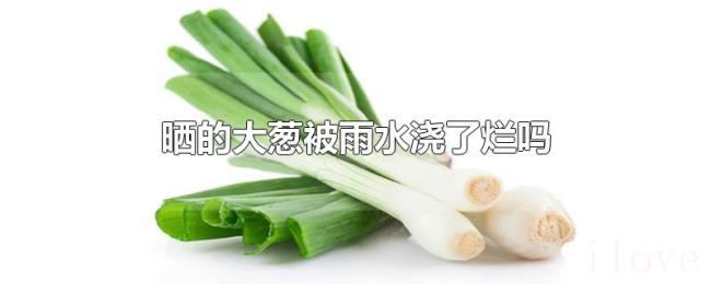 晒的大葱被雨水浇了烂吗