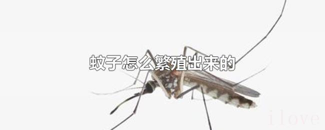 蚊子怎么繁殖出来的