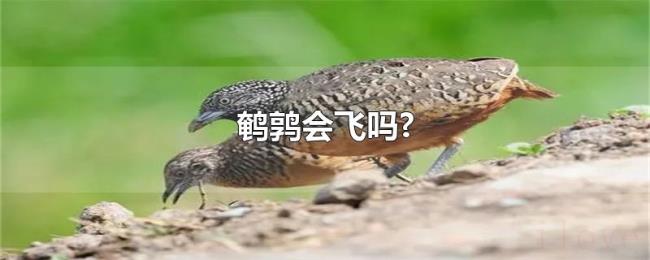 鹌鹑会飞吗?