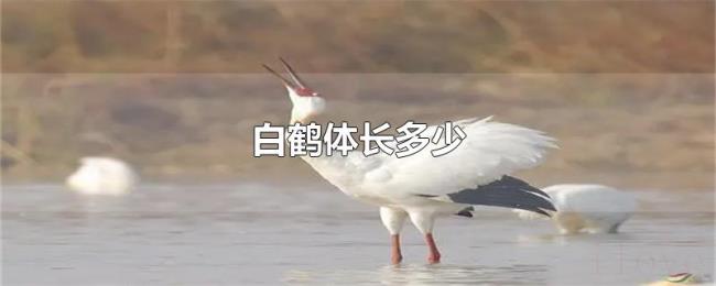 白鹤体长多少