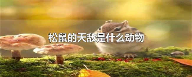 松鼠的天敌是什么动物
