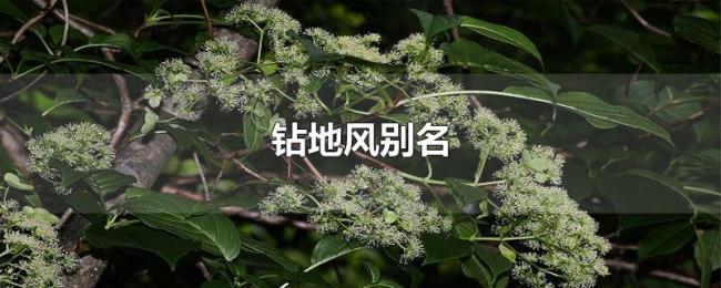 钻地风别名 钻地风别名