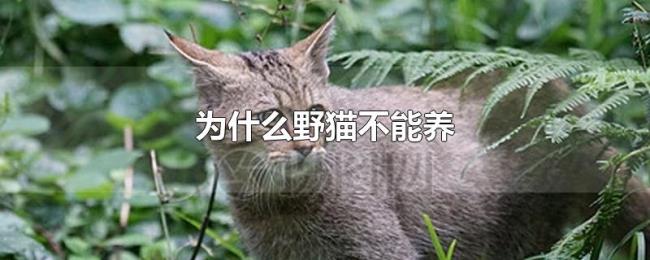 为什么野猫不能养 为什么野猫不能养