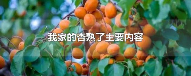 我家的杏熟了主要内容