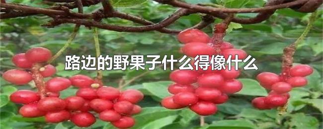 路边的野果子什么得像什么