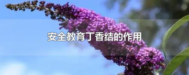 安全教育丁香结的作用