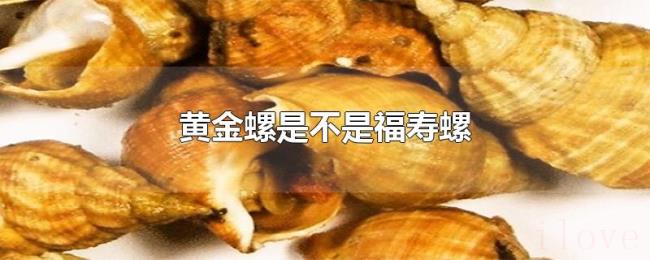 黄金螺是不是福寿螺