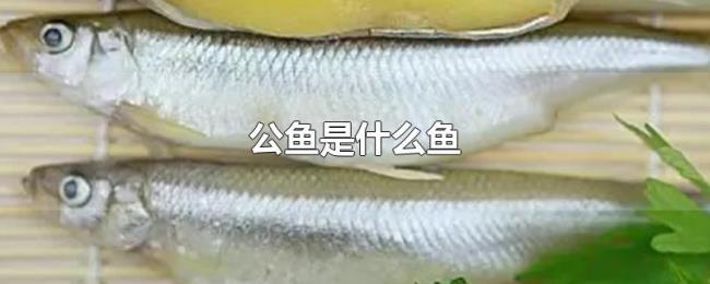 公鱼是什么鱼 公鱼是什么鱼