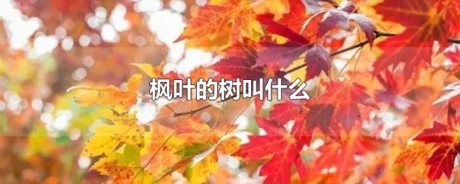 枫叶的树叫什么