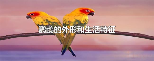 鹦鹉的外形和生活特征 鹦鹉的外形和生活特征